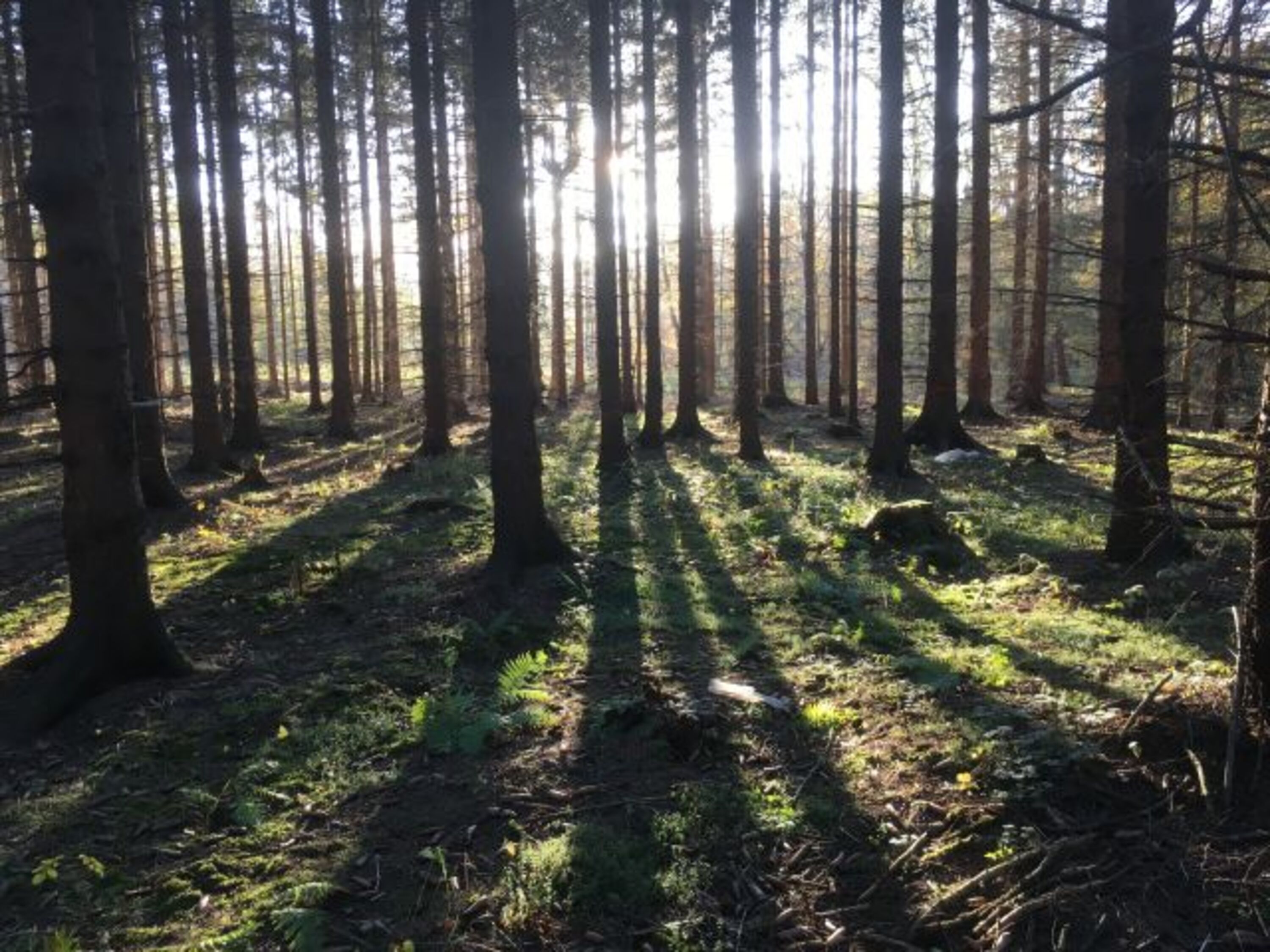 Unser Wald...