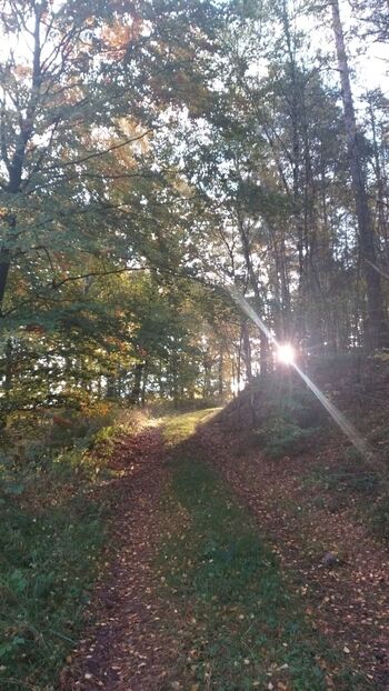 Im Wald vor der Tür 