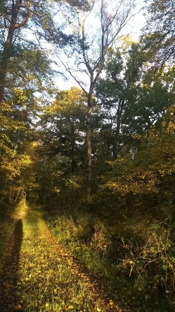 Der Herbst vor der Haustür 