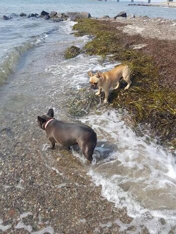 Strand-Impressionen - Fehmarn