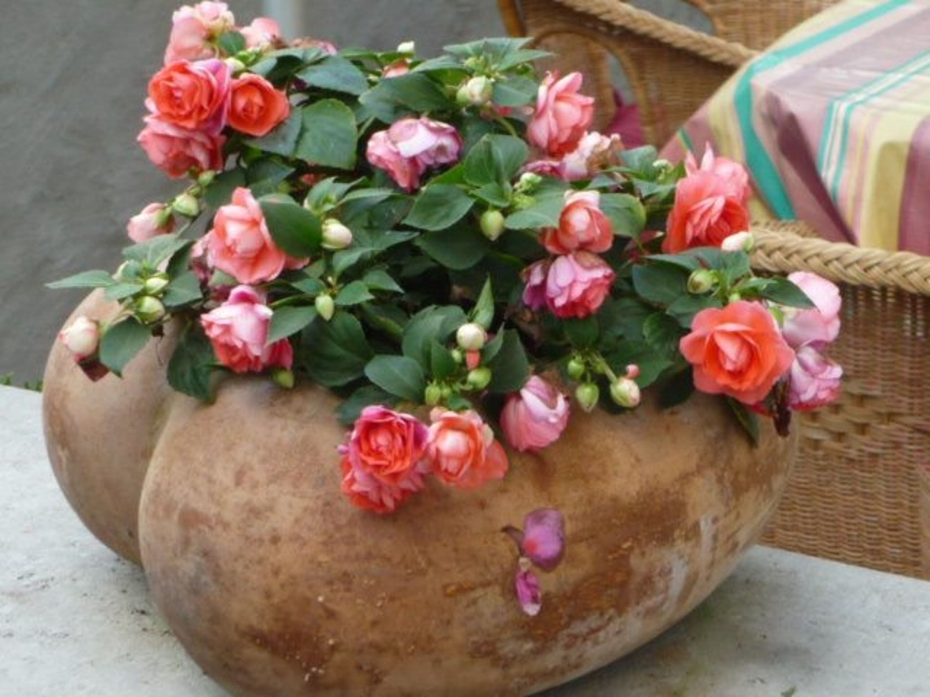 Rosentraum