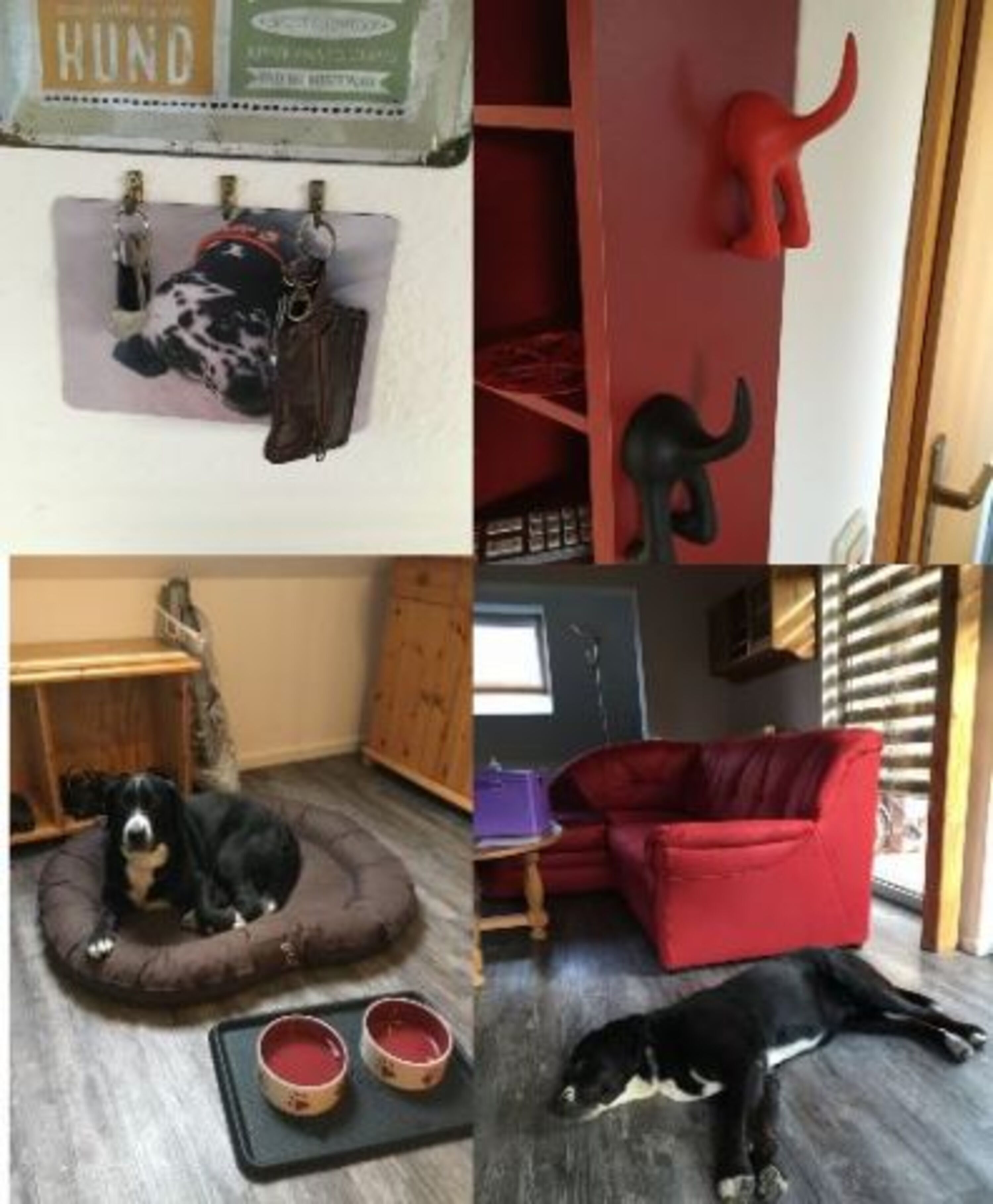 Hundedetails