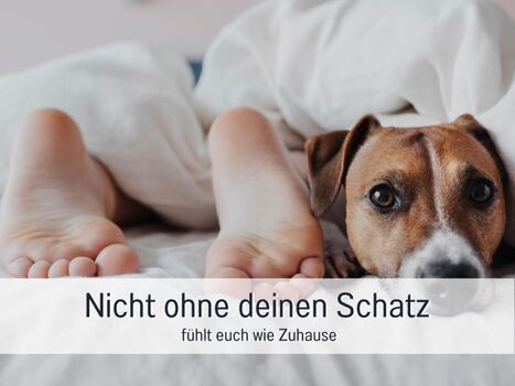 Bringe gerne bis zu vier Tiere mit