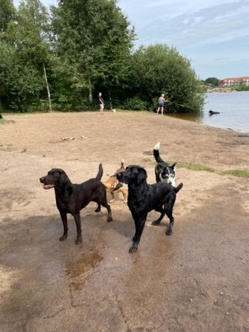 10 Minuten Fußweg bis zum eingezäunten Hundestrand