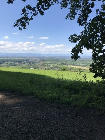 Landschaft pur, das Rheintal