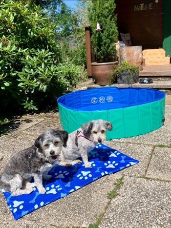 Hunde Kühlmatte für heiße Tage