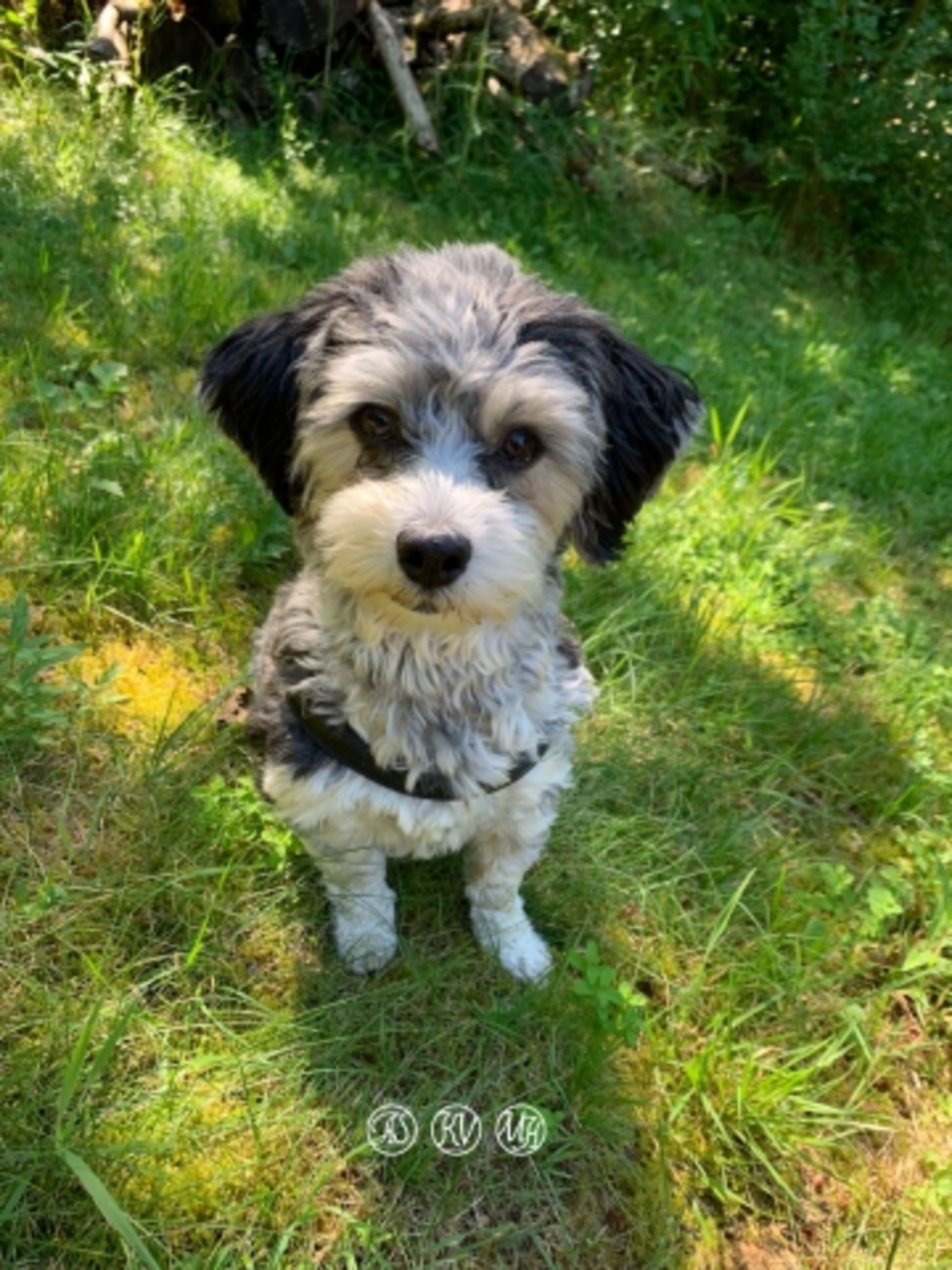 #hundeurlaub #Alma