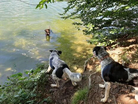 Langbürgener See/Eggstätter Seenplatte