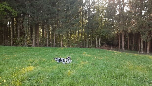 Gassirunde hinterm Haus