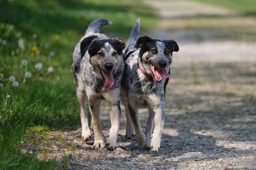 Gassirunde hinterm Haus / Gastgeberfellnasen