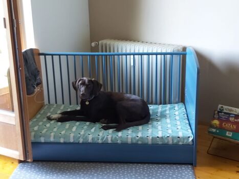 Hundebett Test und für gut befunden:-)