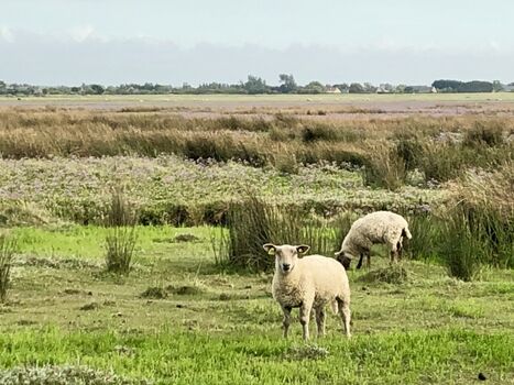 Salzwiesenschafe