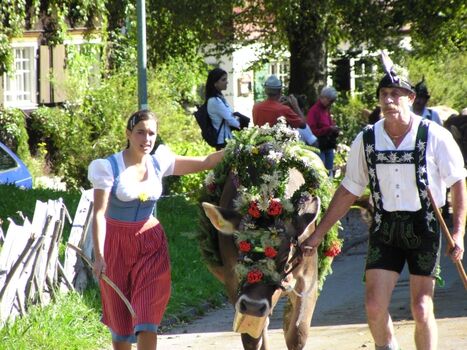 Tradition: Einer der legendären Viehscheide in Oberstaufen und der Umgebung
