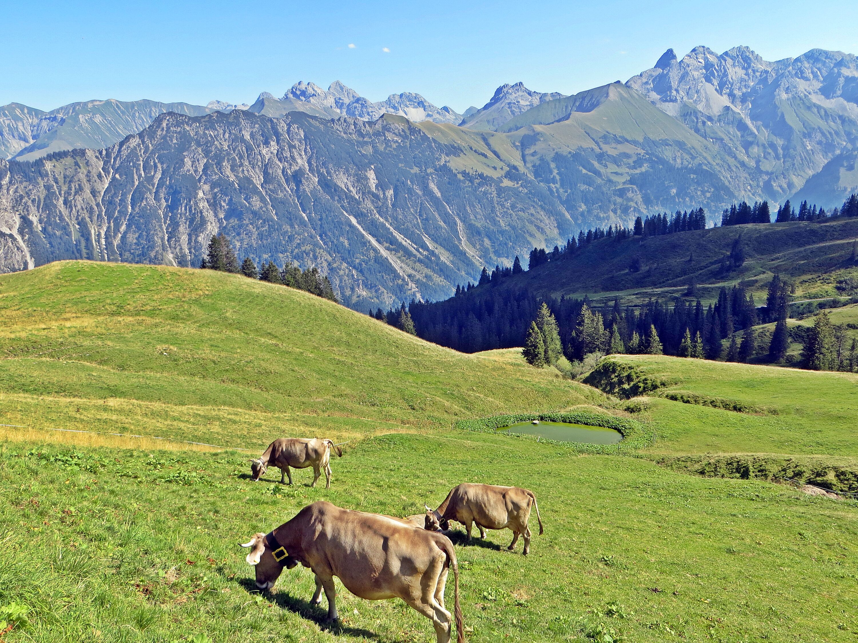 Natur pur in den Bergen des Oberallgäus und auf den Almen