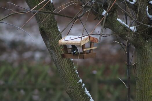 Meise im Vogelhaus im Winter