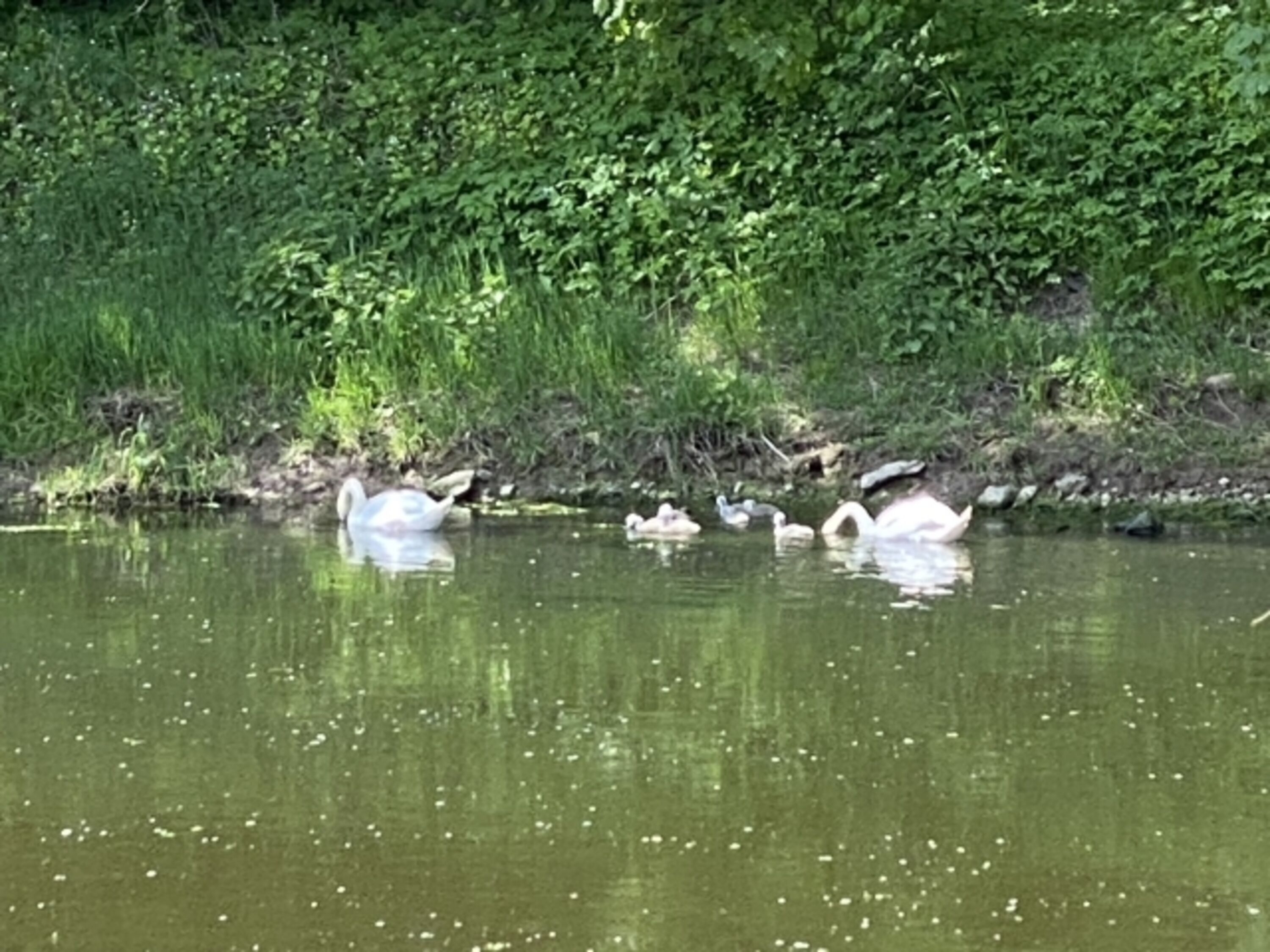Schwanenfamilie auf der Werra hinterm Gartenzaun