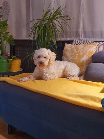 100% Erholungsfaktor im Walters Apartment