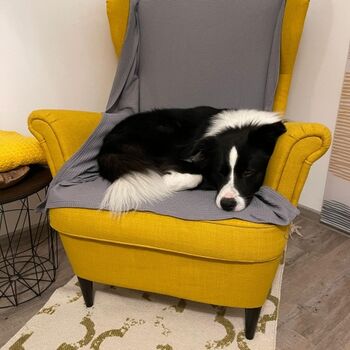 Damit die 4-Beiner auf die Couch können gibt es bei und Hundedecken