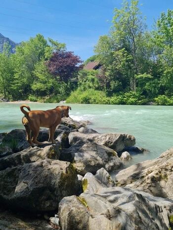 Gemeinsames Baden an der Königsseeache