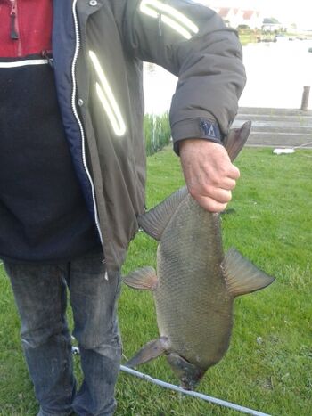 Angeln am eigenen Bootssteg