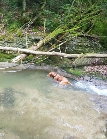 Hundebadestelle im Wald, direkt bei uns