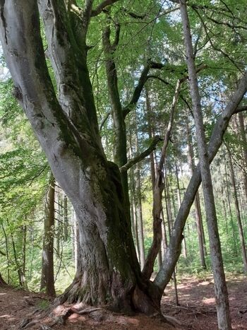 Waldbaden - direkt vom Grundstück aus, von erfahrenen Medizinern als erholsam und gesundheitsfördernde empfohlen