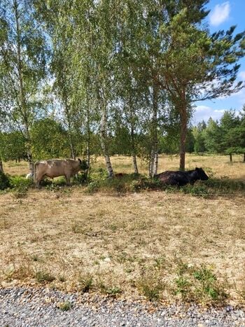 Auf dem Weg zum Moorerlebnispfad hinter unserem Grundstück 