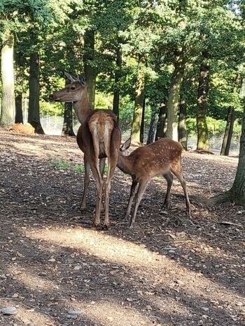 Tiergehege Zeulenroda 