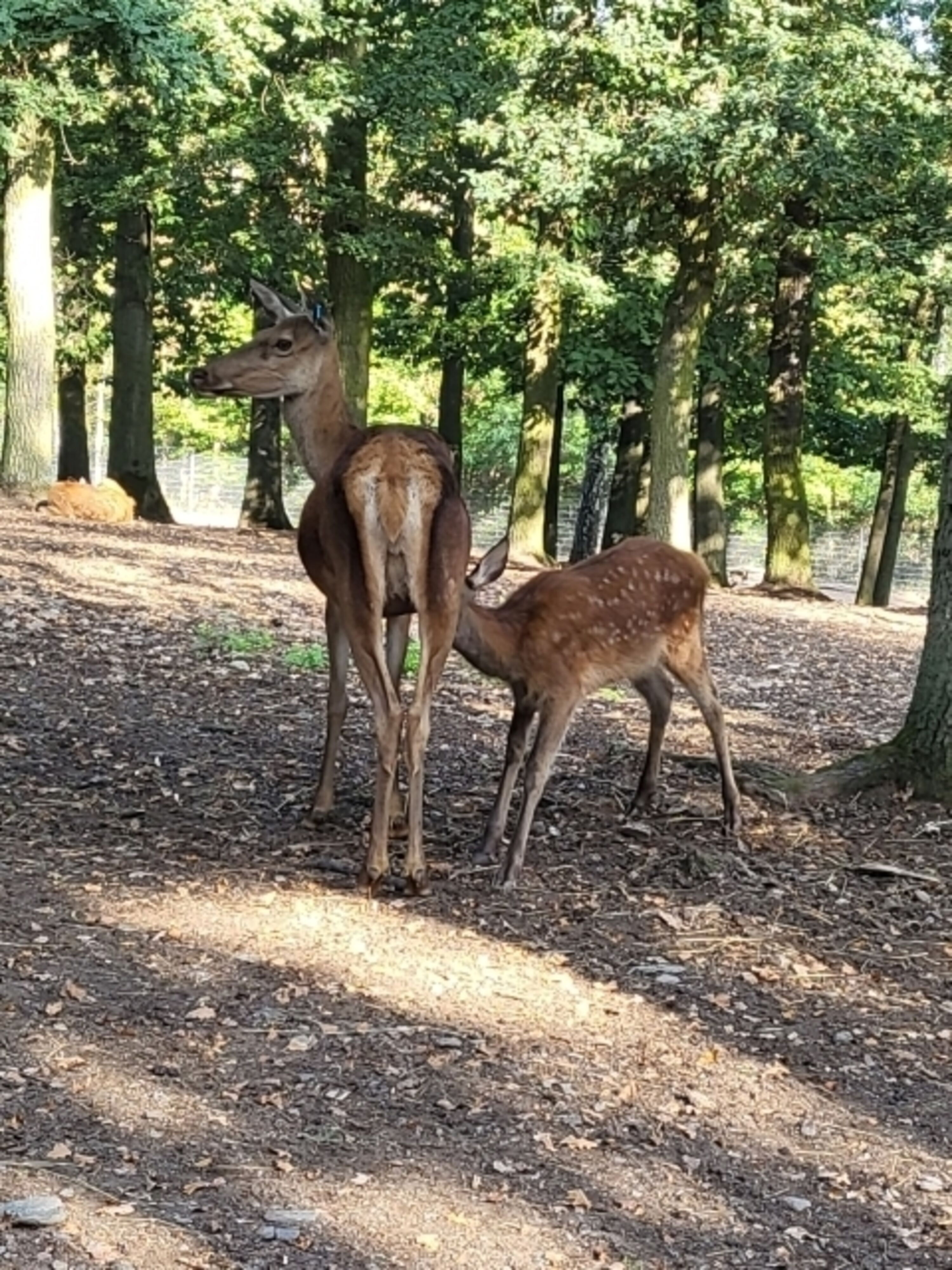 Tiergehege Zeulenroda 