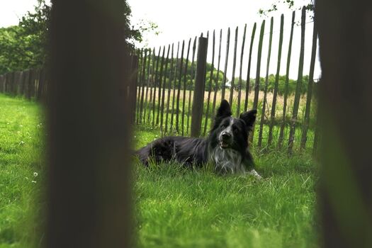 Hund glücklich - Mensch auch