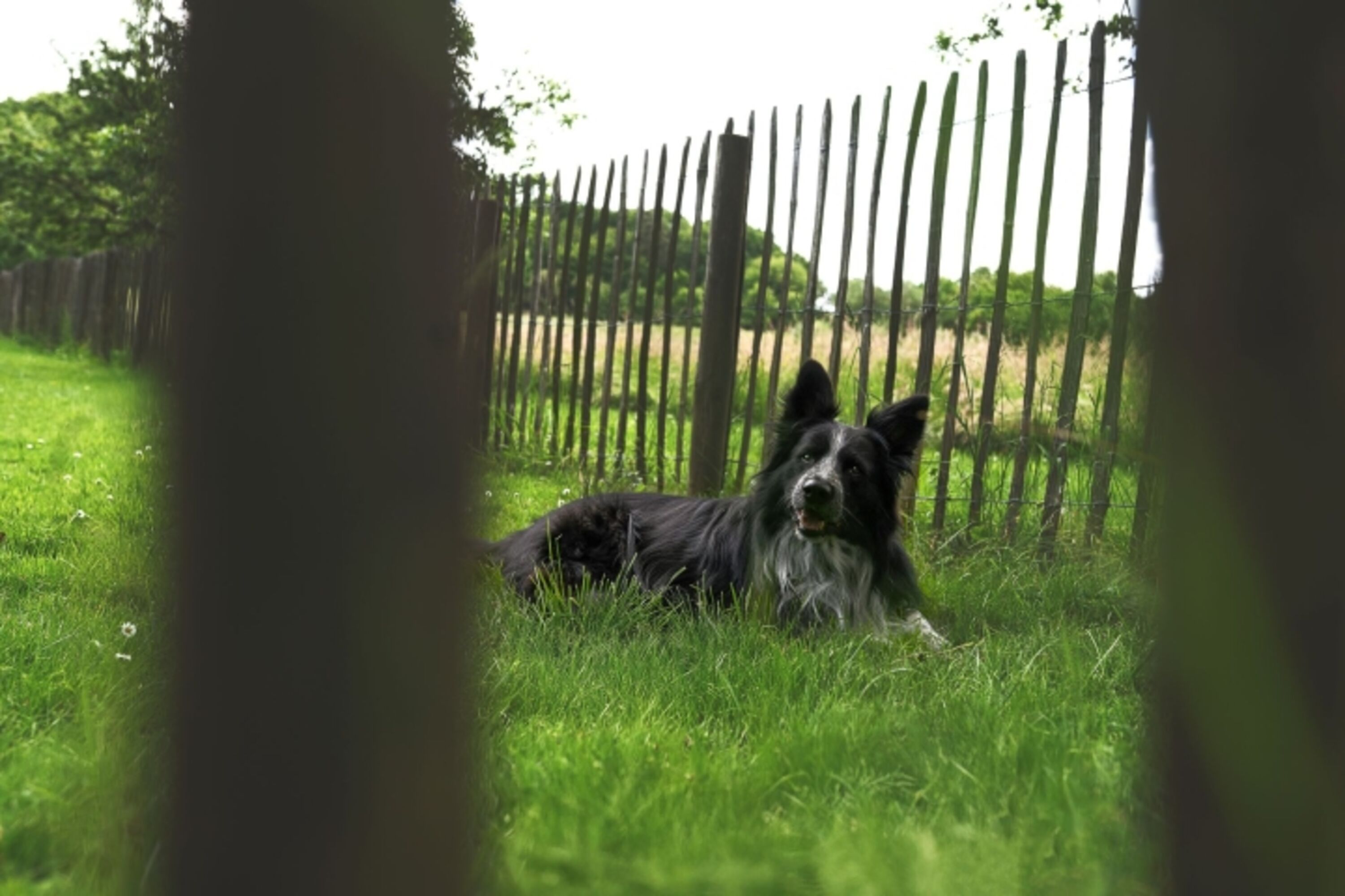 Hund glücklich - Mensch auch