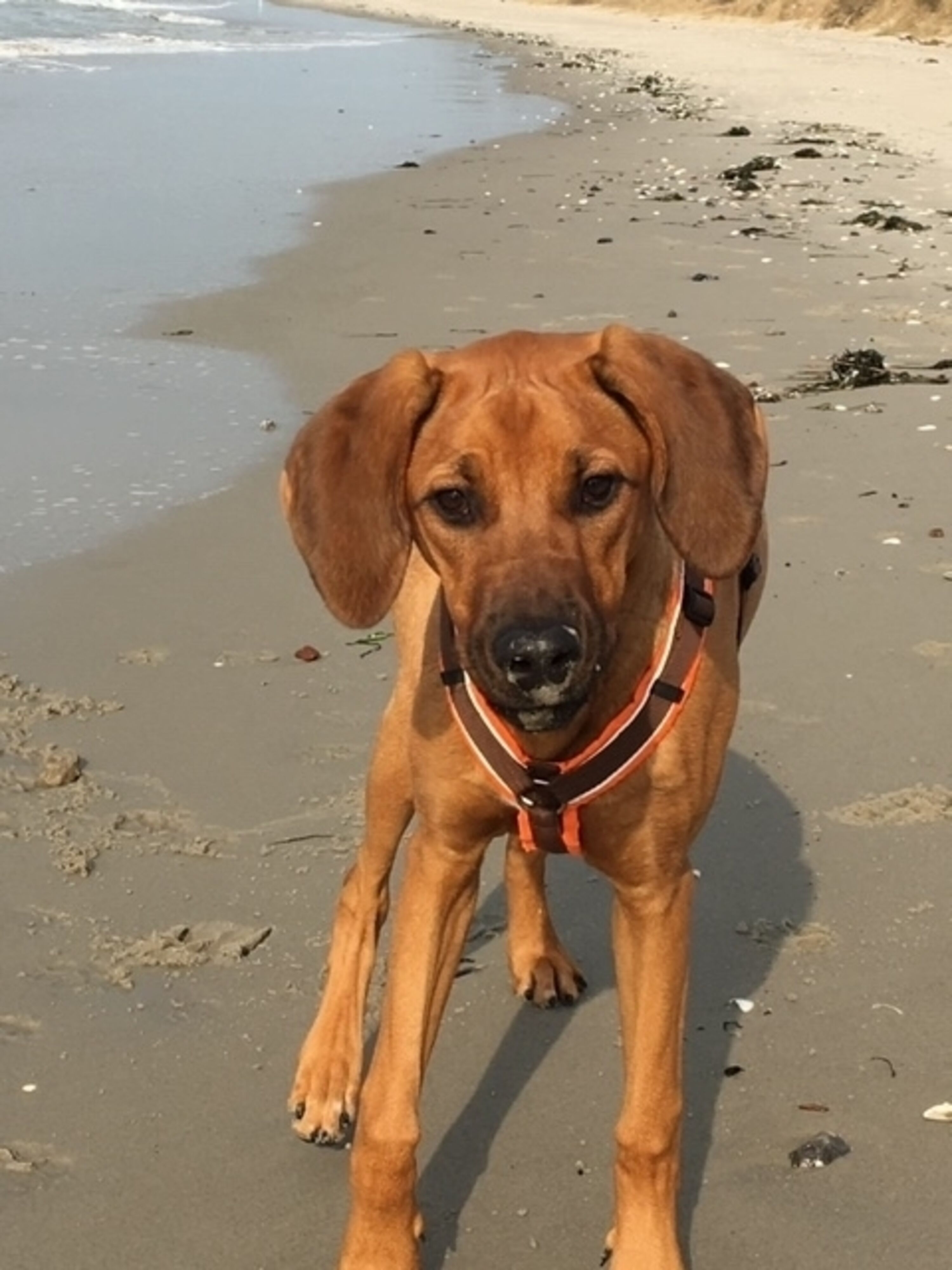 Paradies für Hunde