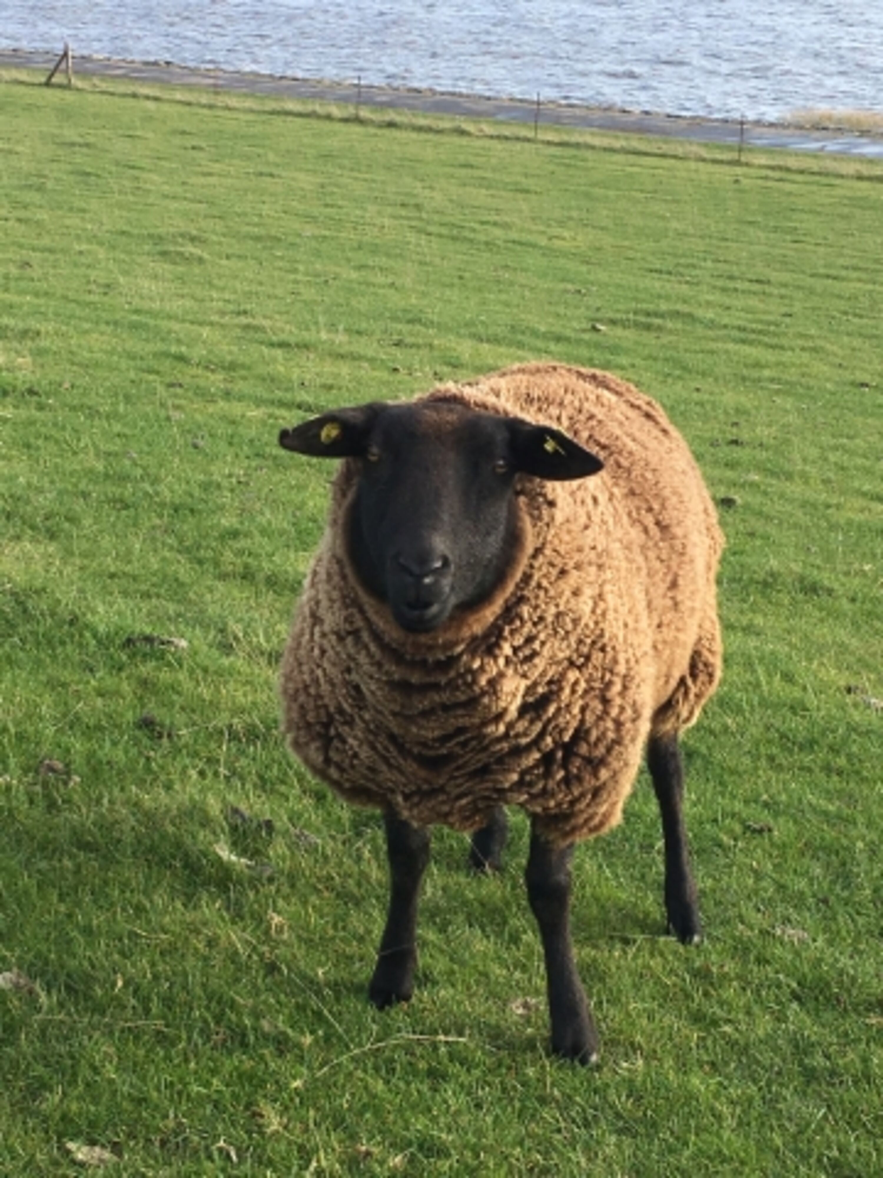 Deichschaf