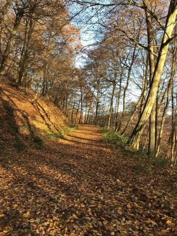 Wanderweg von Abenden nach Brück