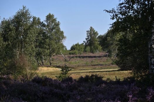 Wanderempfehlung  Drover Heide