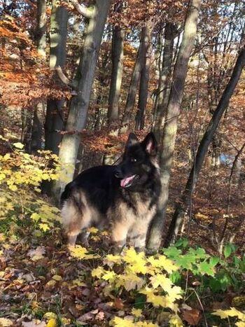 Elmo streut durch den Nationalpark