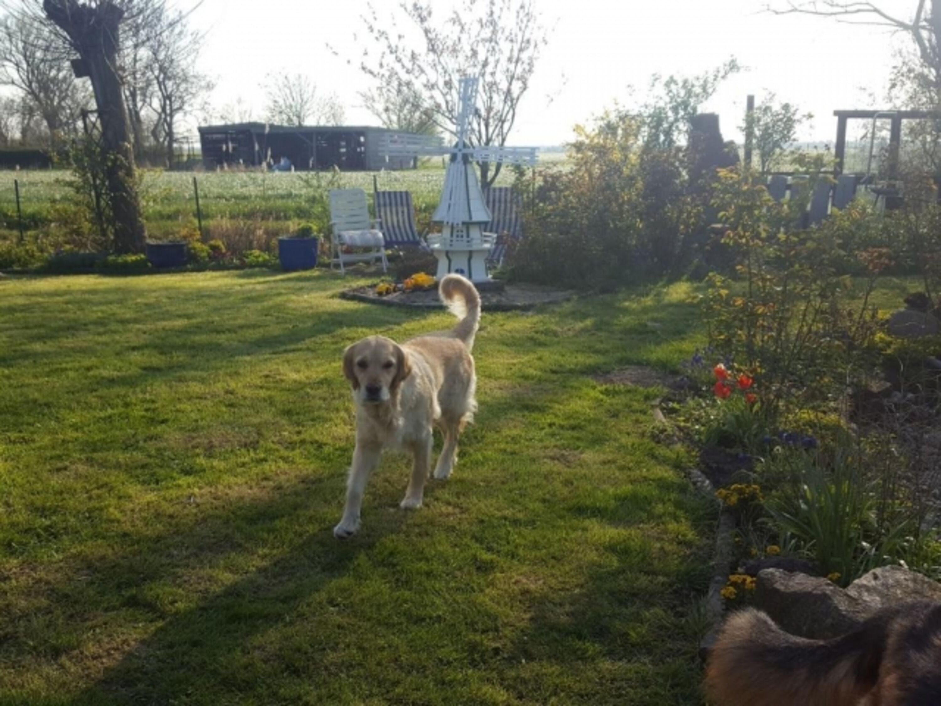 Hunde willkommen!