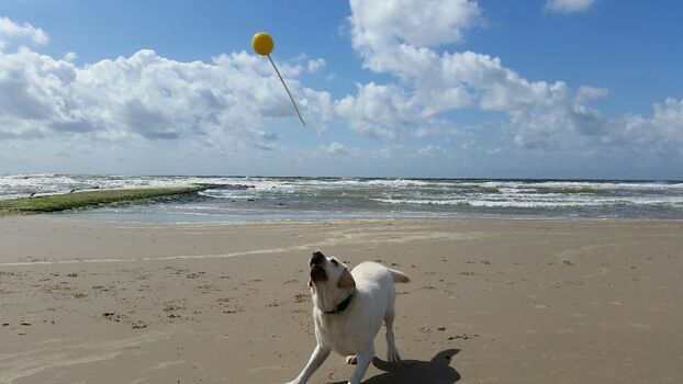 Ein Hund ist hier herzlich willkommen
