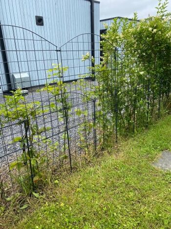 Hecke/Zaun Rückseite ca. 120 cm