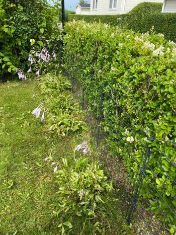 Hecke vorne ca. 100 cm hoch, mit Gitterzaun gesichert