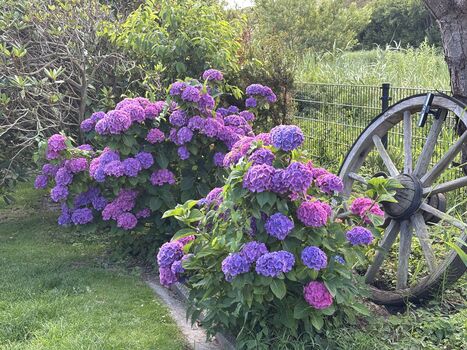 Wunderschöne Garten Blumen