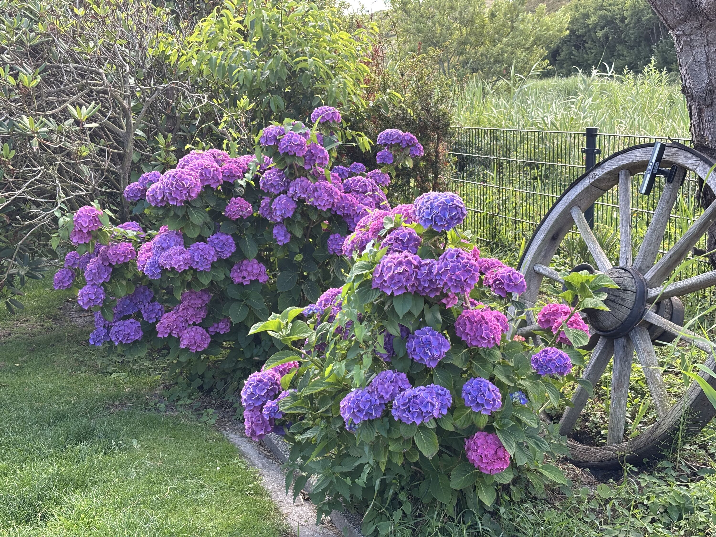 Wunderschöne Garten Blumen