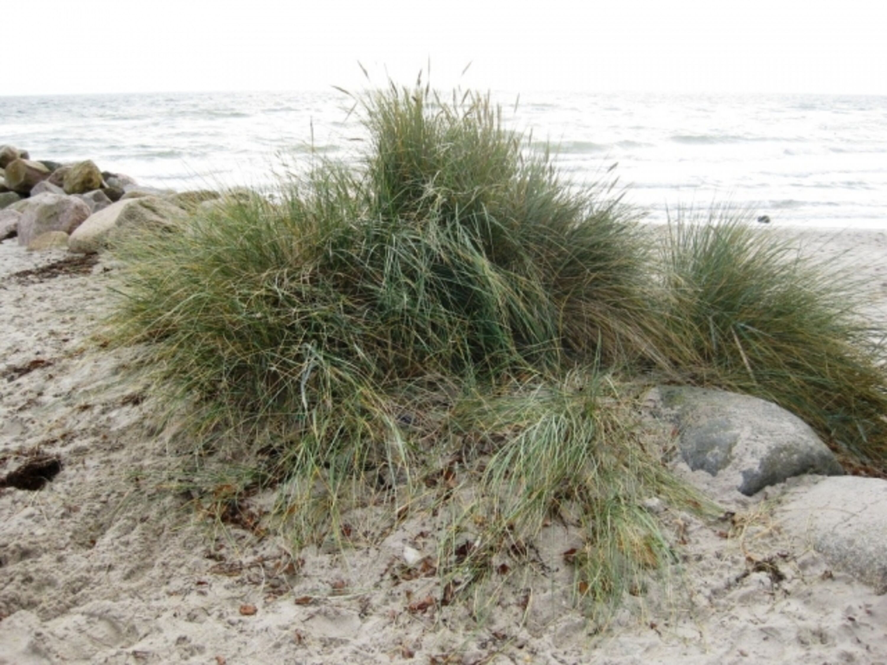 Ostsee Dünen