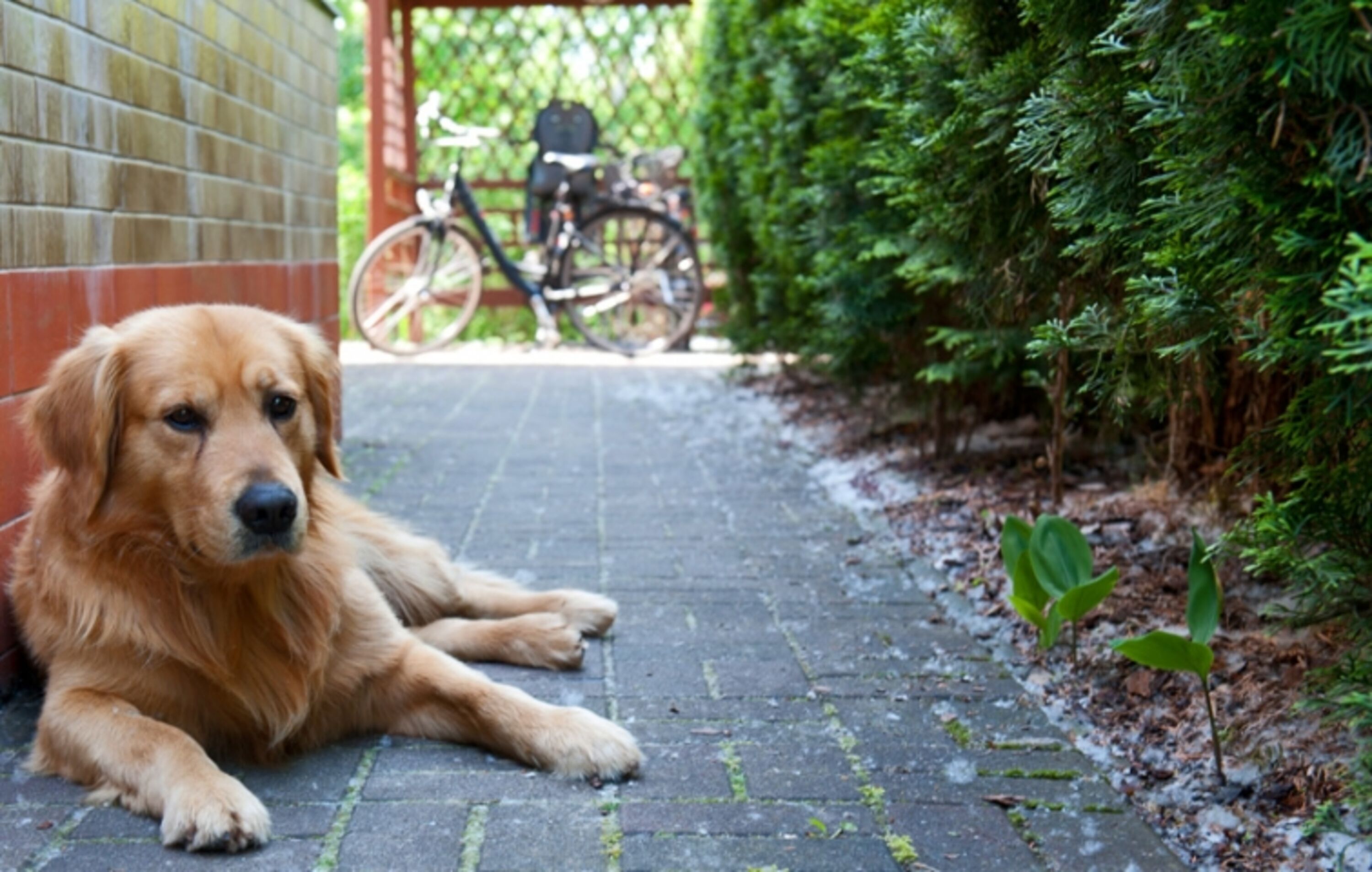 Hunde Willkommen
