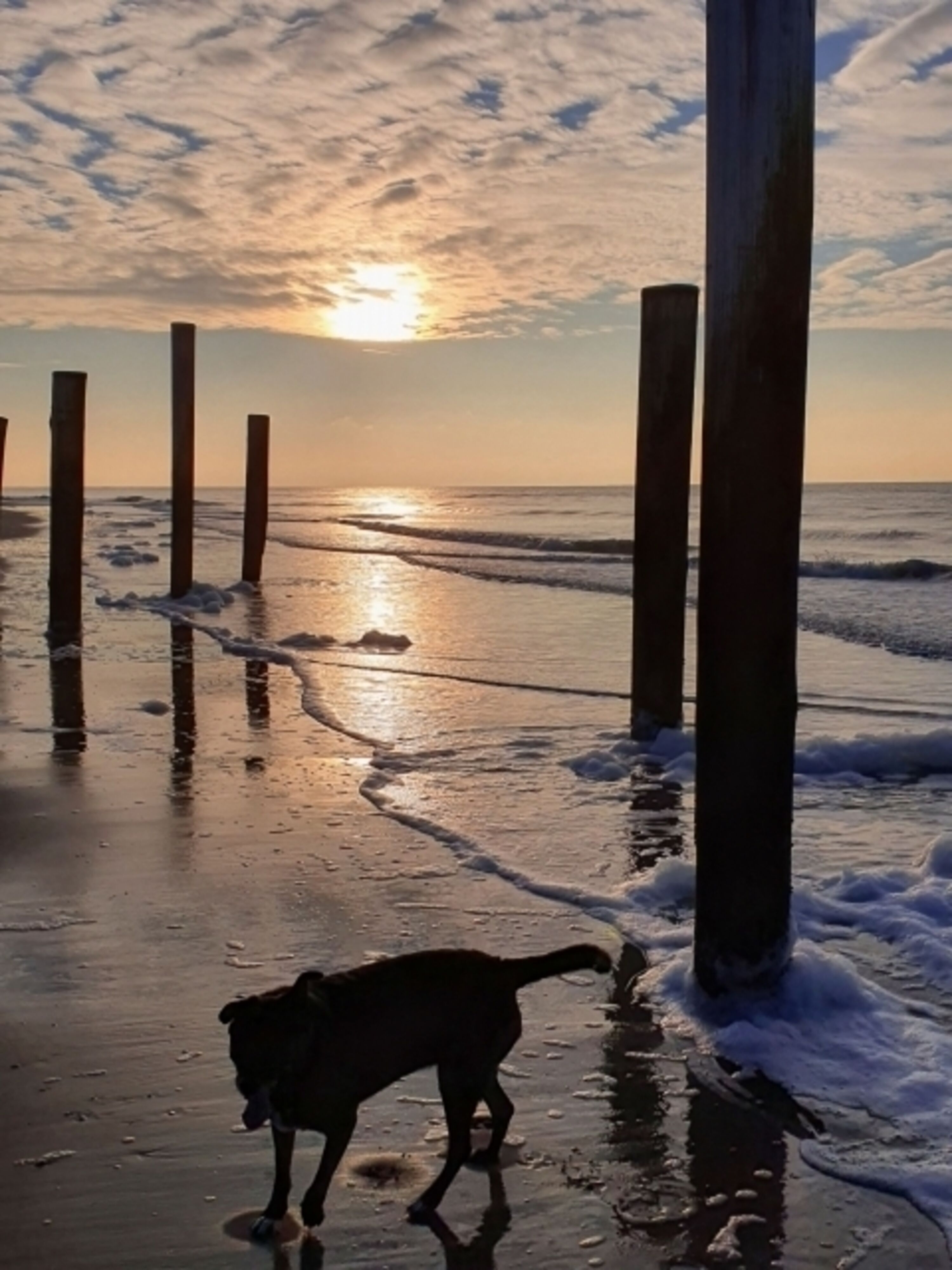 Pfahldorf in Petten