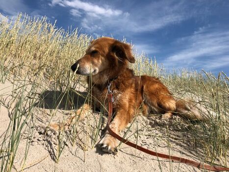 Düne mit Weitblick, was will der Hund mehr?