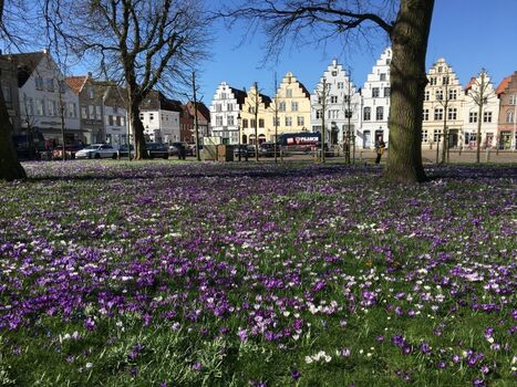 Friedrichstadt blüht auf, Krokusblüte im Frühjahr