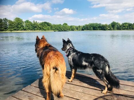 Hundefreundliches Grundstück