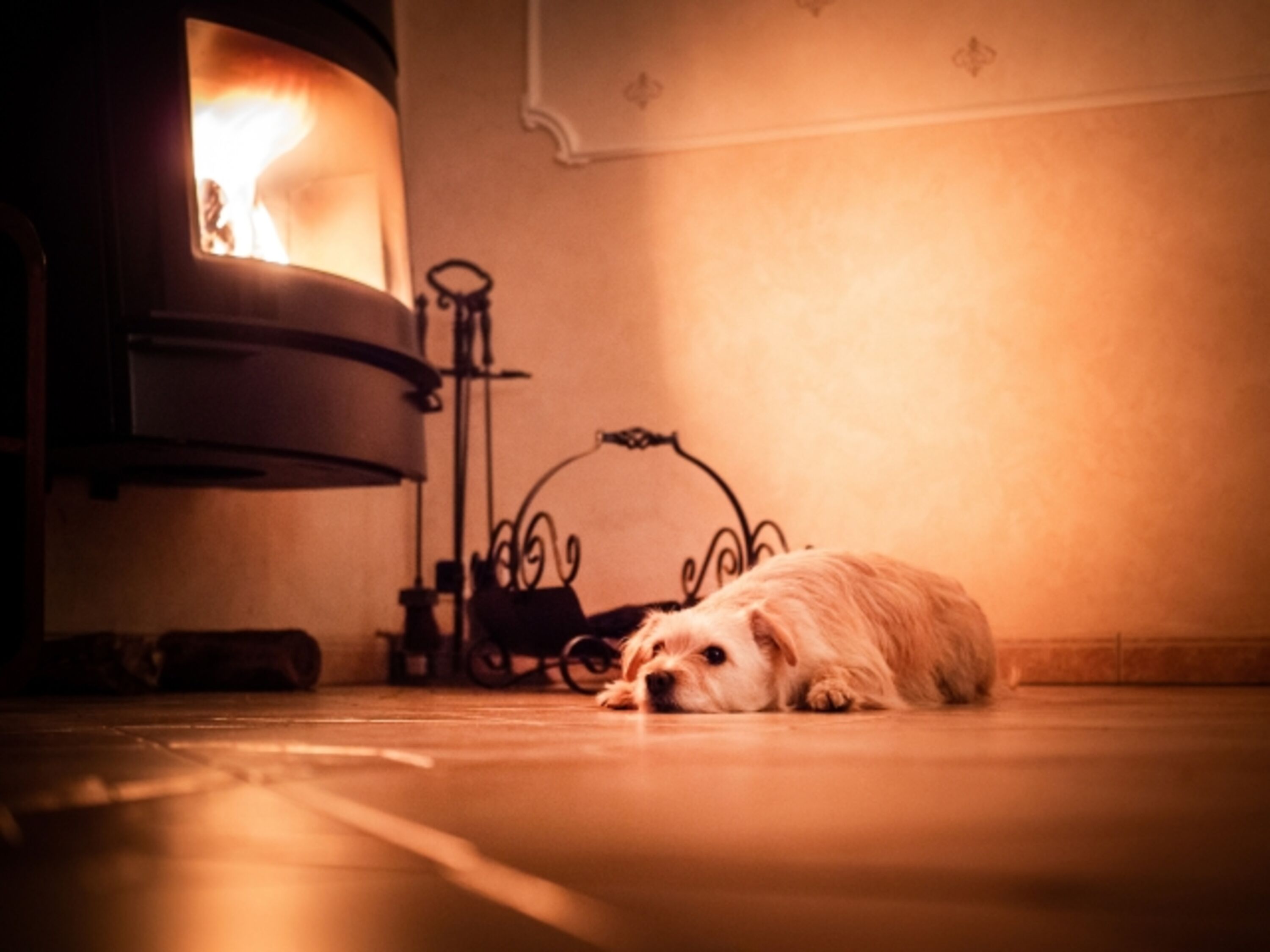 Hundegemütlichkeit