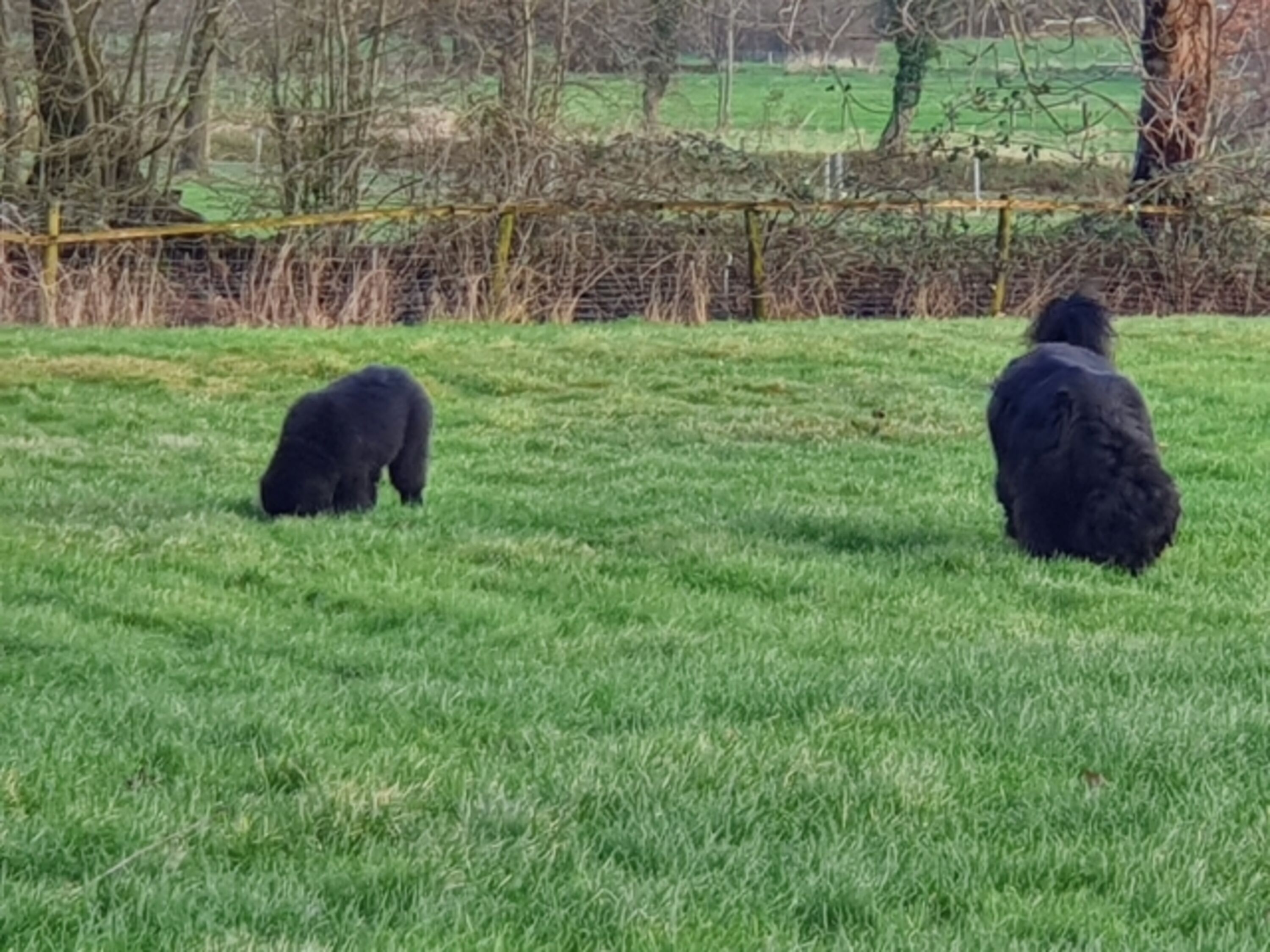 Hundespielplatz